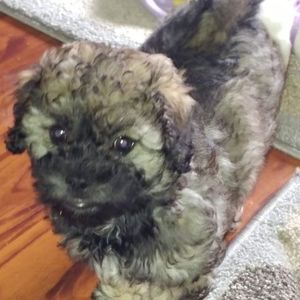 Meet your Posher, Audrey